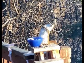 the squirrel ate a fermented pear