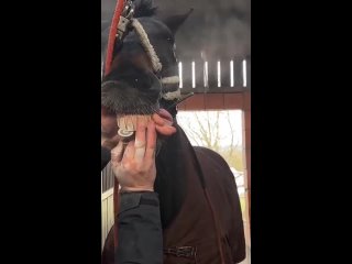 equestrian dentist