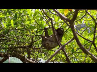 droplet sloth