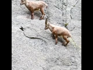 mountain goats